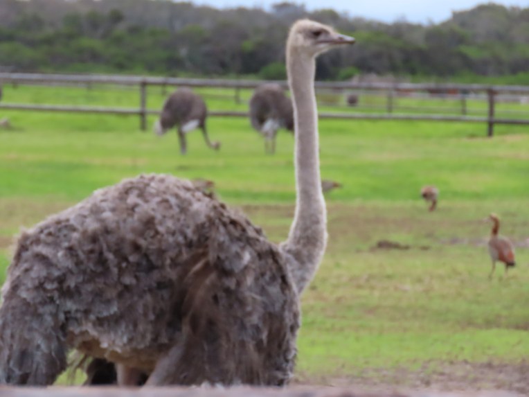 ostrich