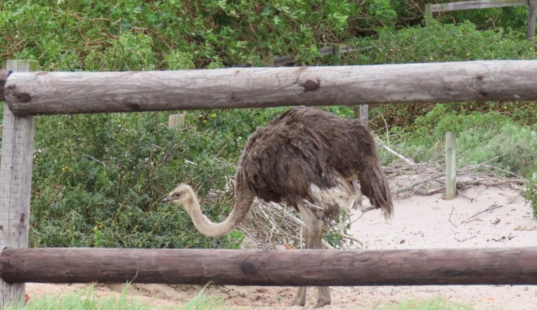 ostrich2