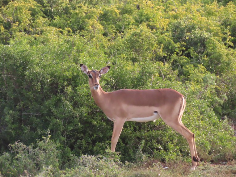 female impala
