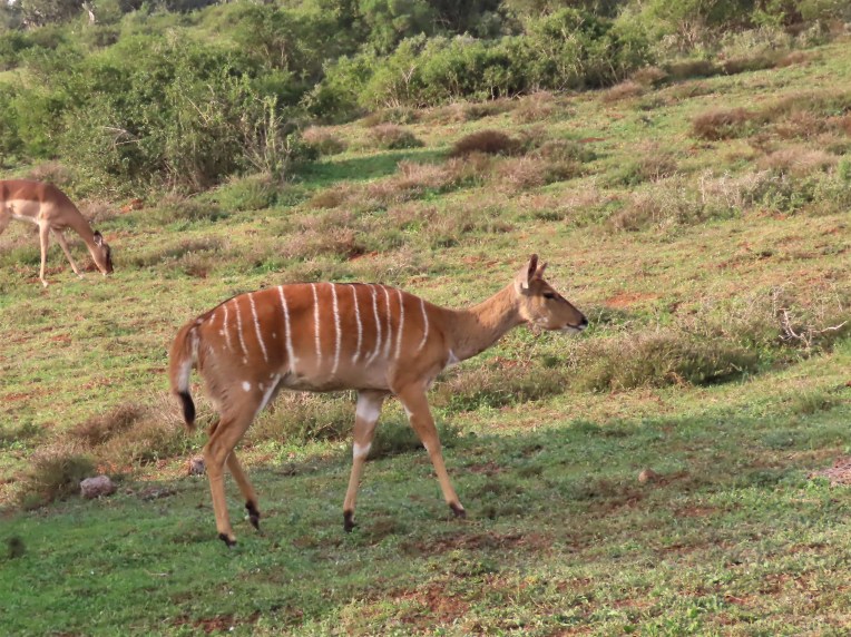 female kudu