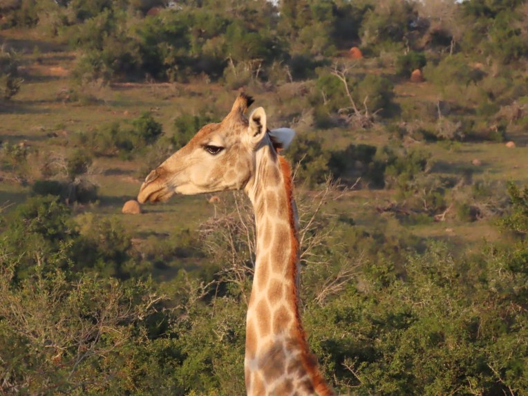 giraffe profile