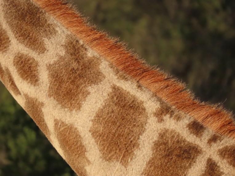 giraffe texture