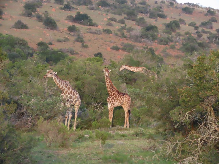 giraffes