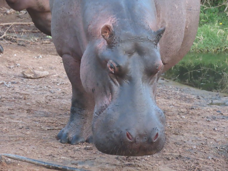 hippo close