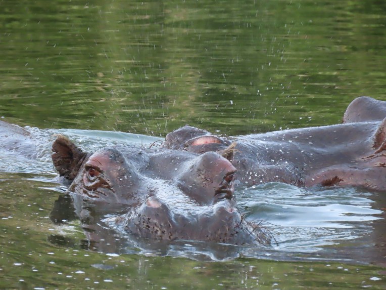 hippo splash