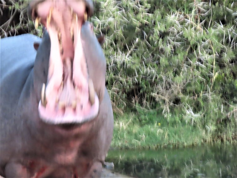 hippo yawn