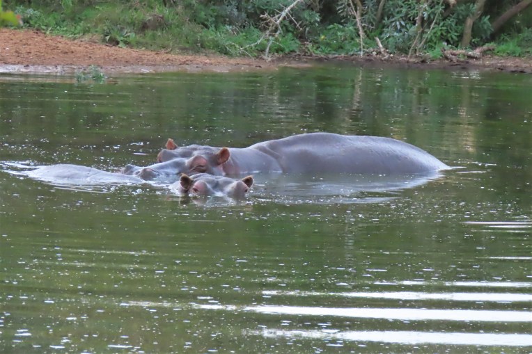 hippos