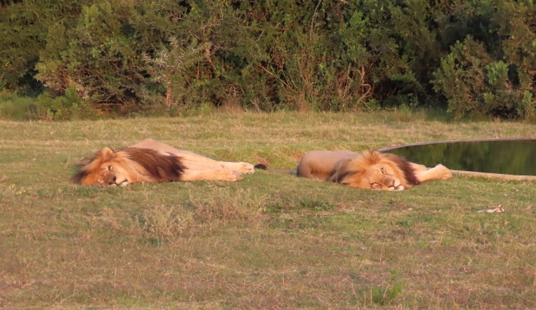 lion nap