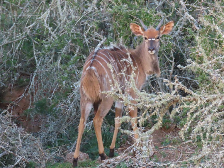 nyala baby