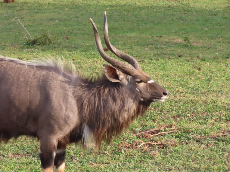 nyala
