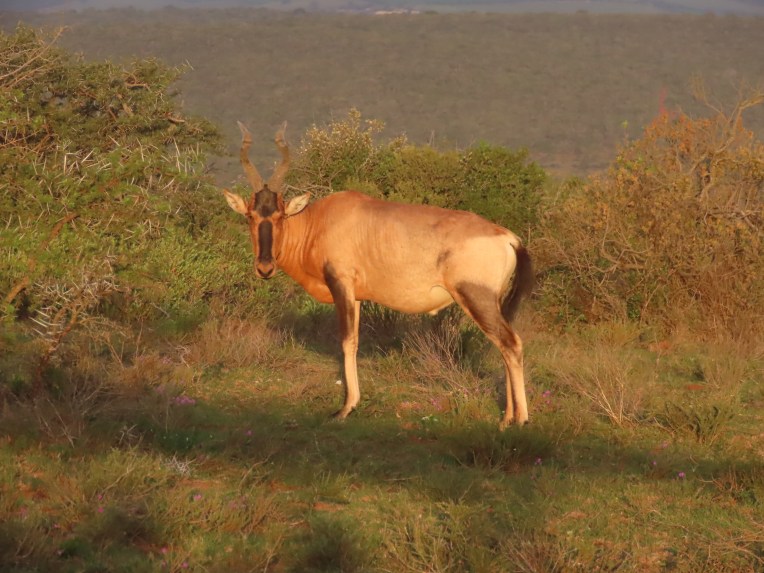 red hartebeest