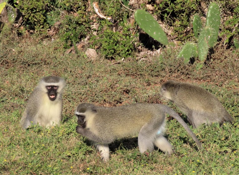 vervet monkeys