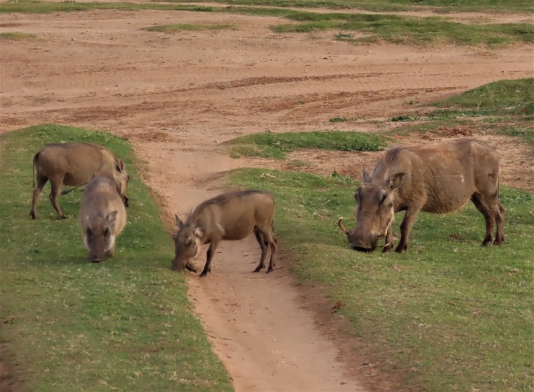 warthog fam