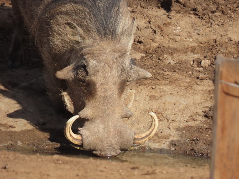 warthog water