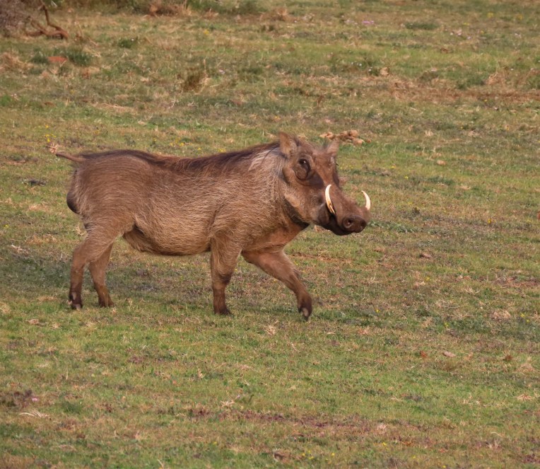 warthog