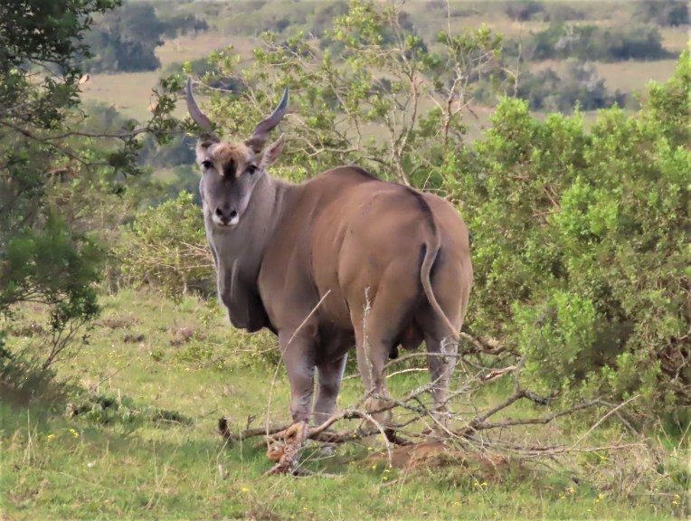 eland