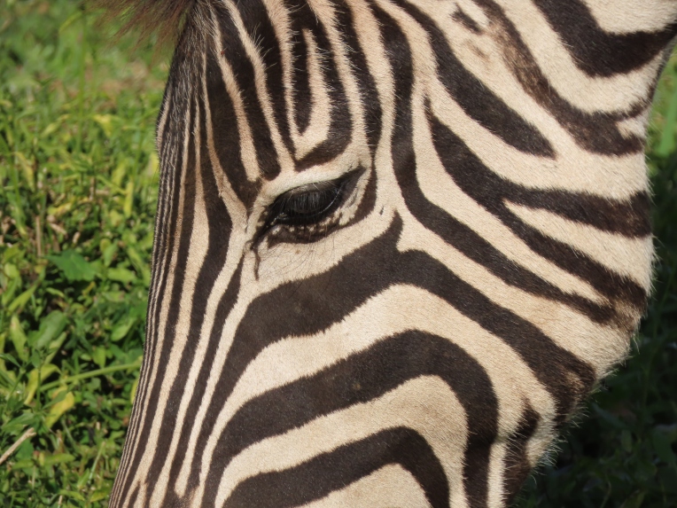 zebra close