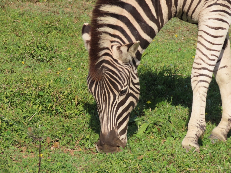 zebra nose